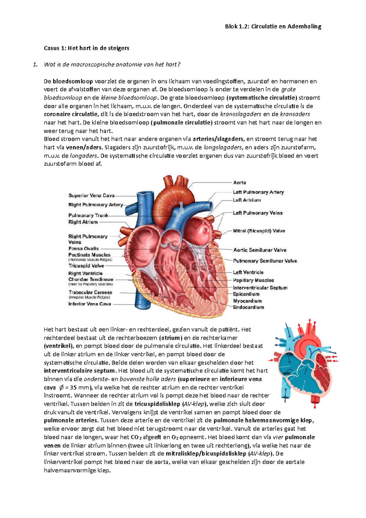 Casus 1 Blok 2 Jaar 1 - Casus 1: Het Hart In De Steigers 1. Wat Is De ...