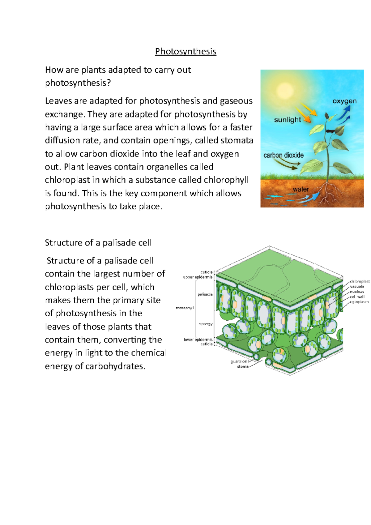 Photosynthesis 2 - Photosynthesis How Are Plants Adapted To Carry Out ...