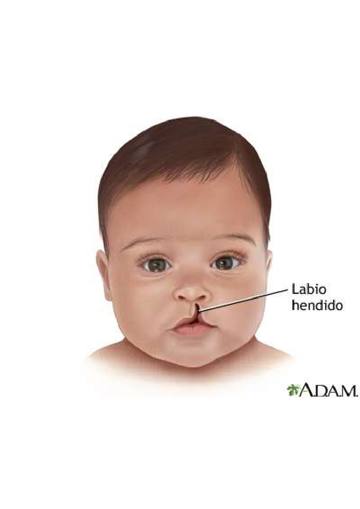 23239 - Anatomía Comparada I - Studocu