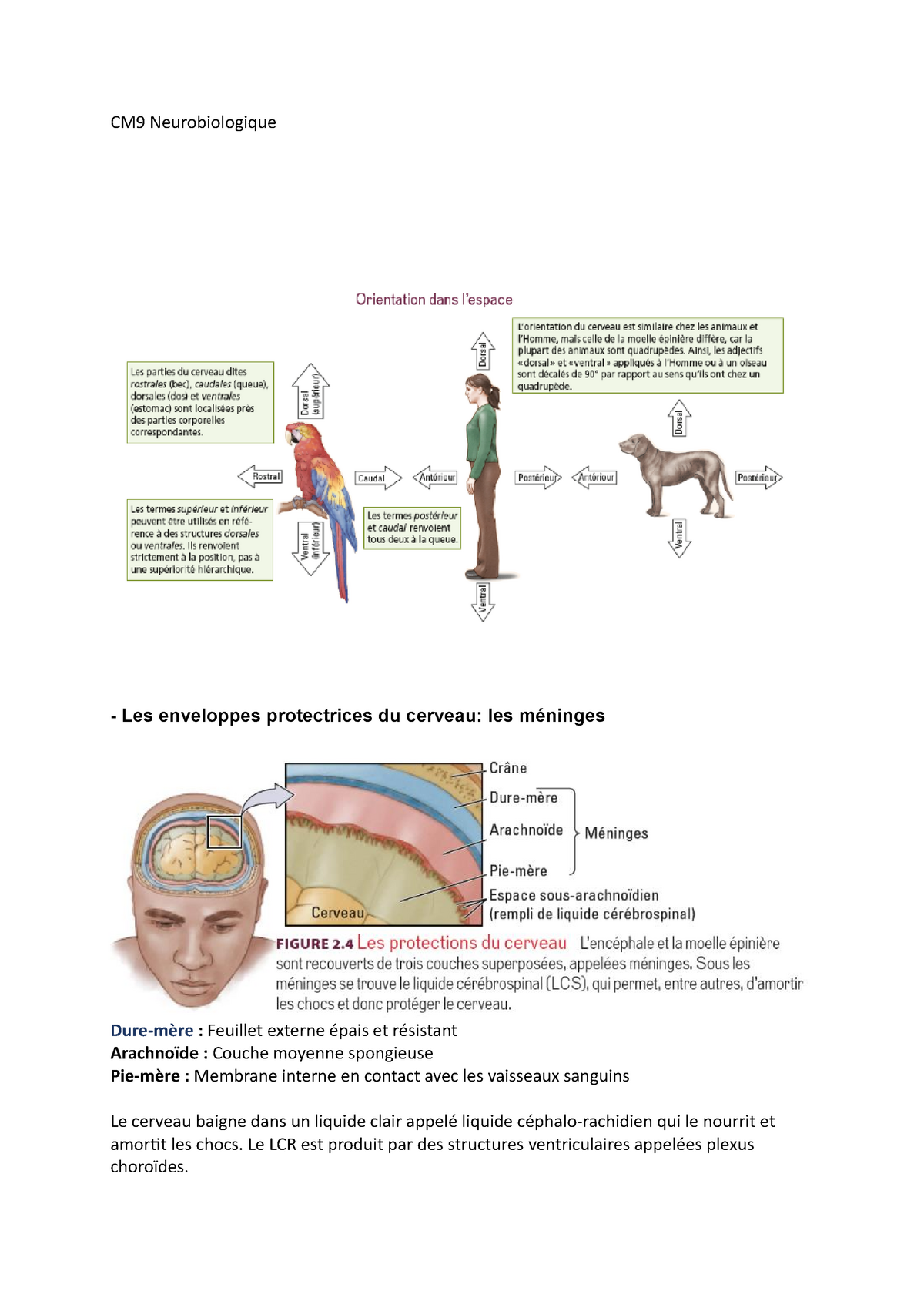 CM9 Neurobiologique - CM9 Neurobiologique Les Enveloppes Protectrices ...