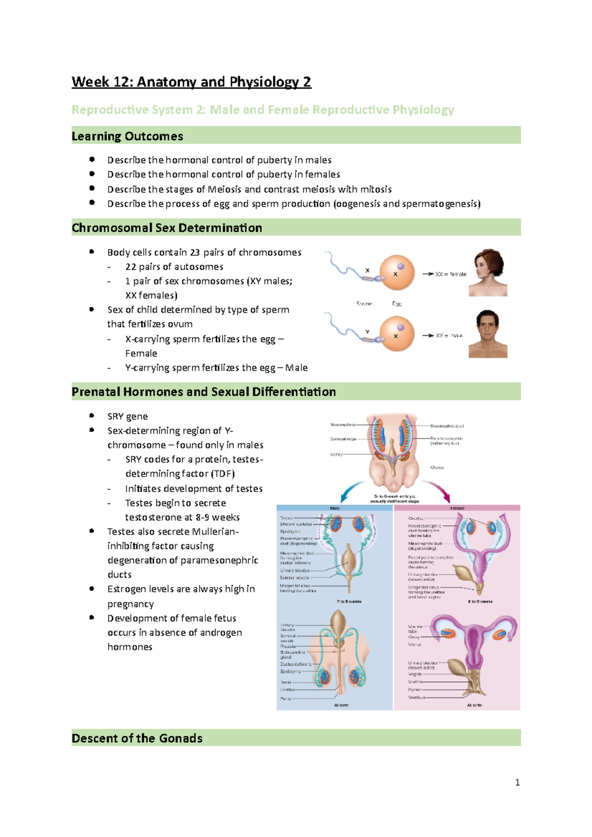 Anatomy And Physiology 2 Week 12 - Lecture Notes 12 - Week 12: Anatomy ...