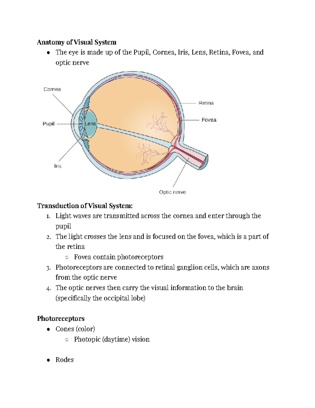Chapter 5 Sensation and Perception (4) - Anatomy of Visual System The ...