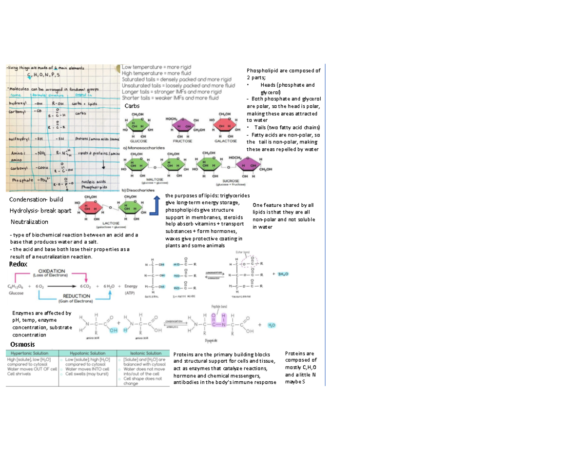 Unit 1 study guide biochemistry Condensation build Hydrolysis