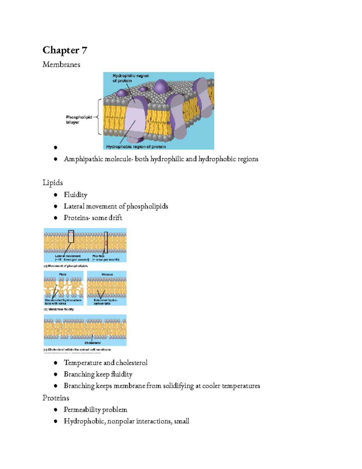 Chapter 7,9,10 - notes - Chapter 7 Membranes Amphipathic molecule- both ...