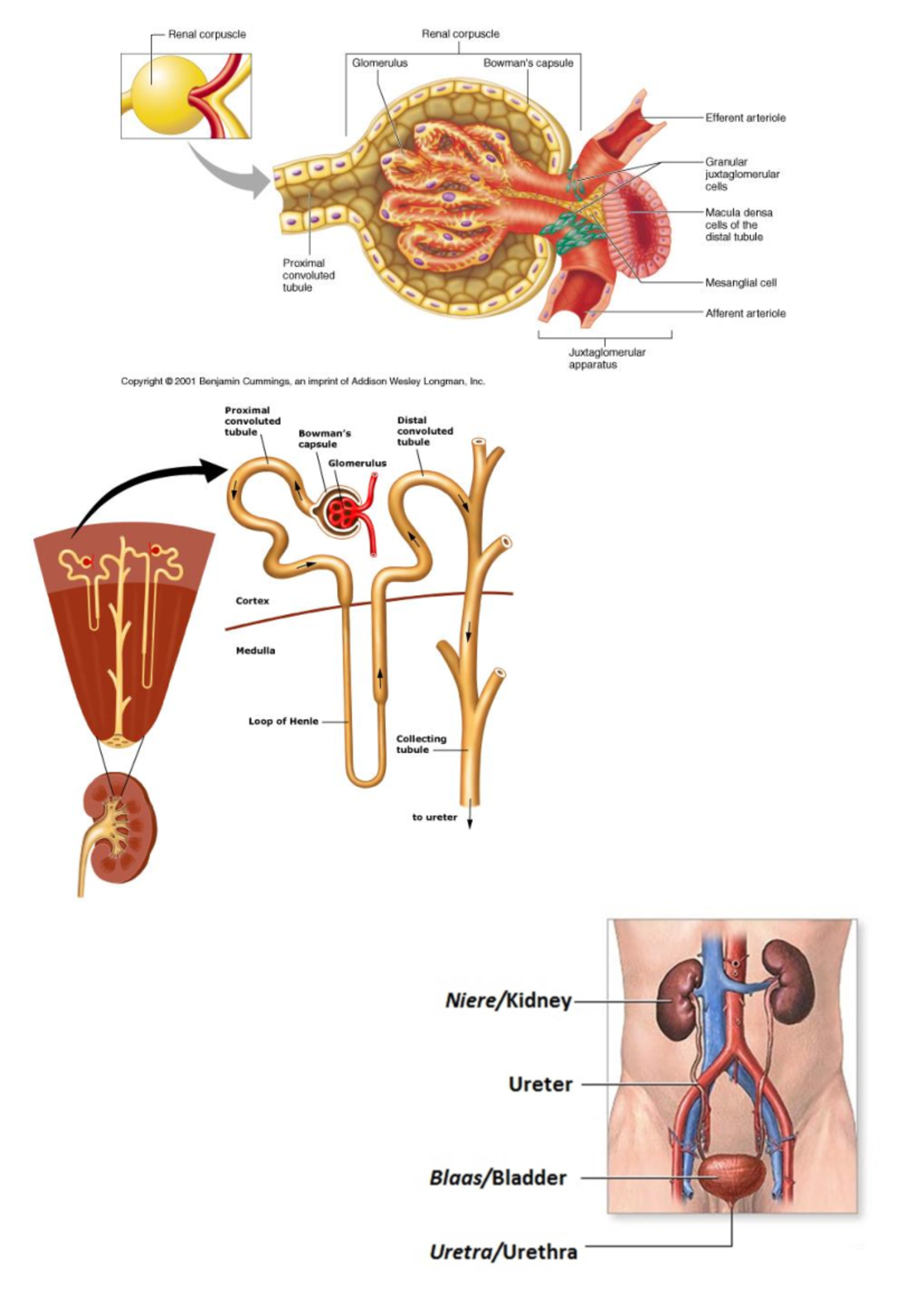 Kidney structures - Renal corpuscle Renal corpuscle Glomerulus Bowman's ...