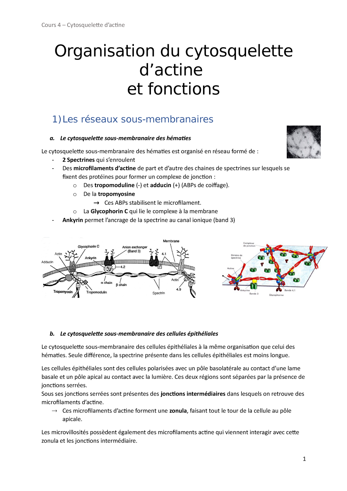 Cours 4 Organisation Du Cytosquelette Dactine Organisation Du