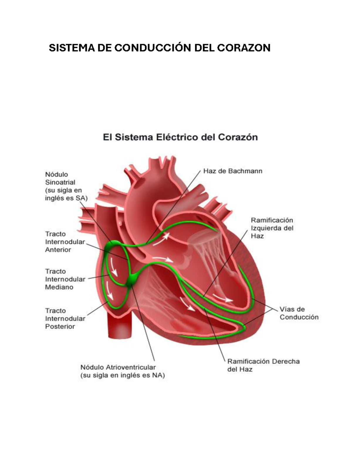 Sistema de conduccion del corazon - Anatomia 1 - SISTEMA DE CONDUCCIÓN ...