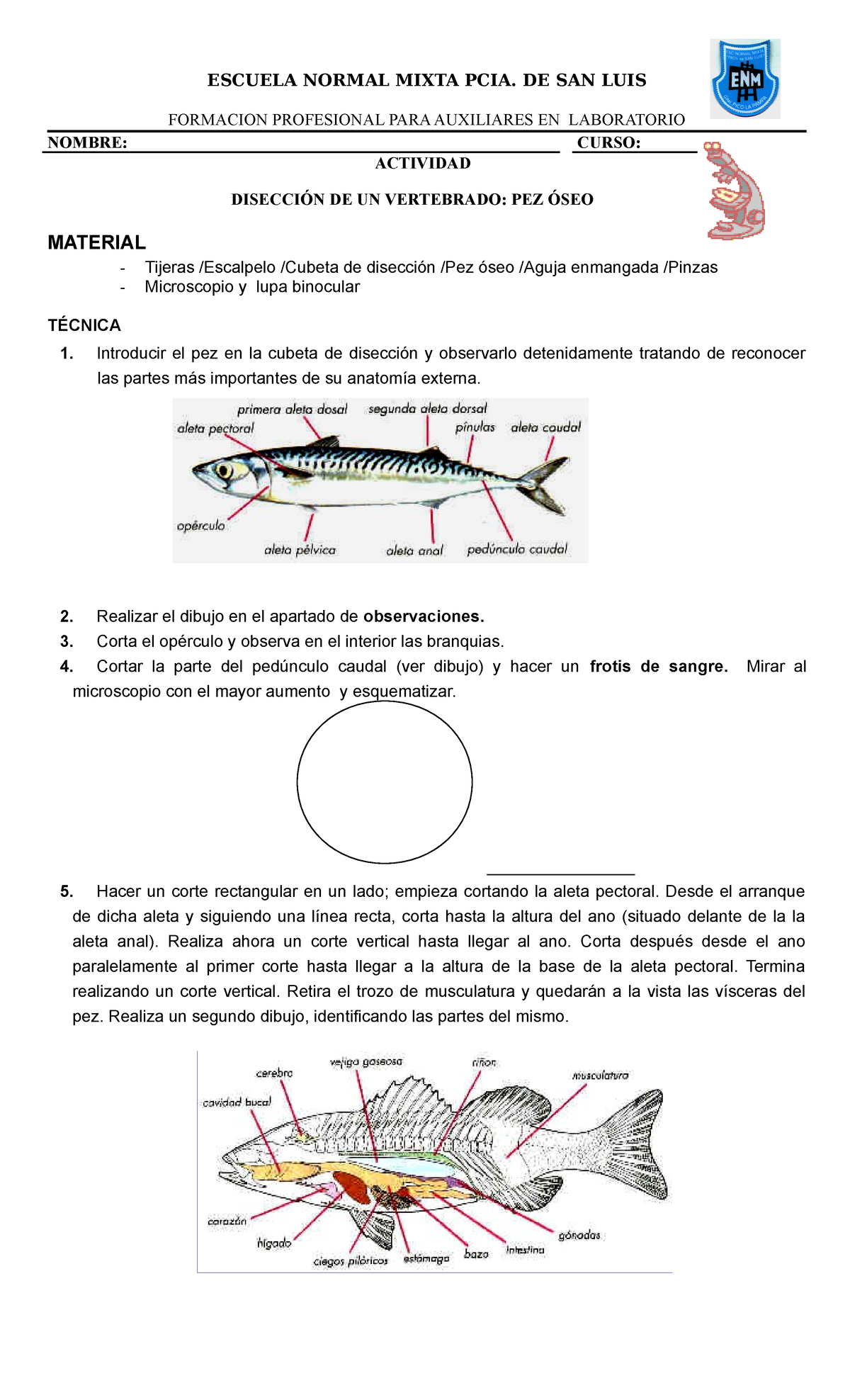 Pez oseo Diseccion pez oseo ESCUELA NORMAL MIXTA PCIA. DE SAN LUIS FORMACION PROFESIONAL Pez oseo Diseccion pez oseo ESCUELA NORMAL MIXTA PCIA. DE SAN LUIS FORMACION PROFESIONAL