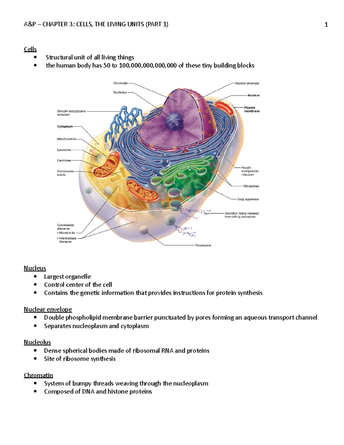 A&P Chapter 3 - Lecture notes 3 - Cells Structural unit of all living ...