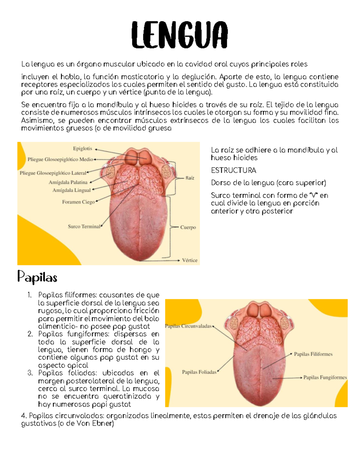 Lengua - Resumen Anatomía humana - Lengua La lengua es un órgano ...