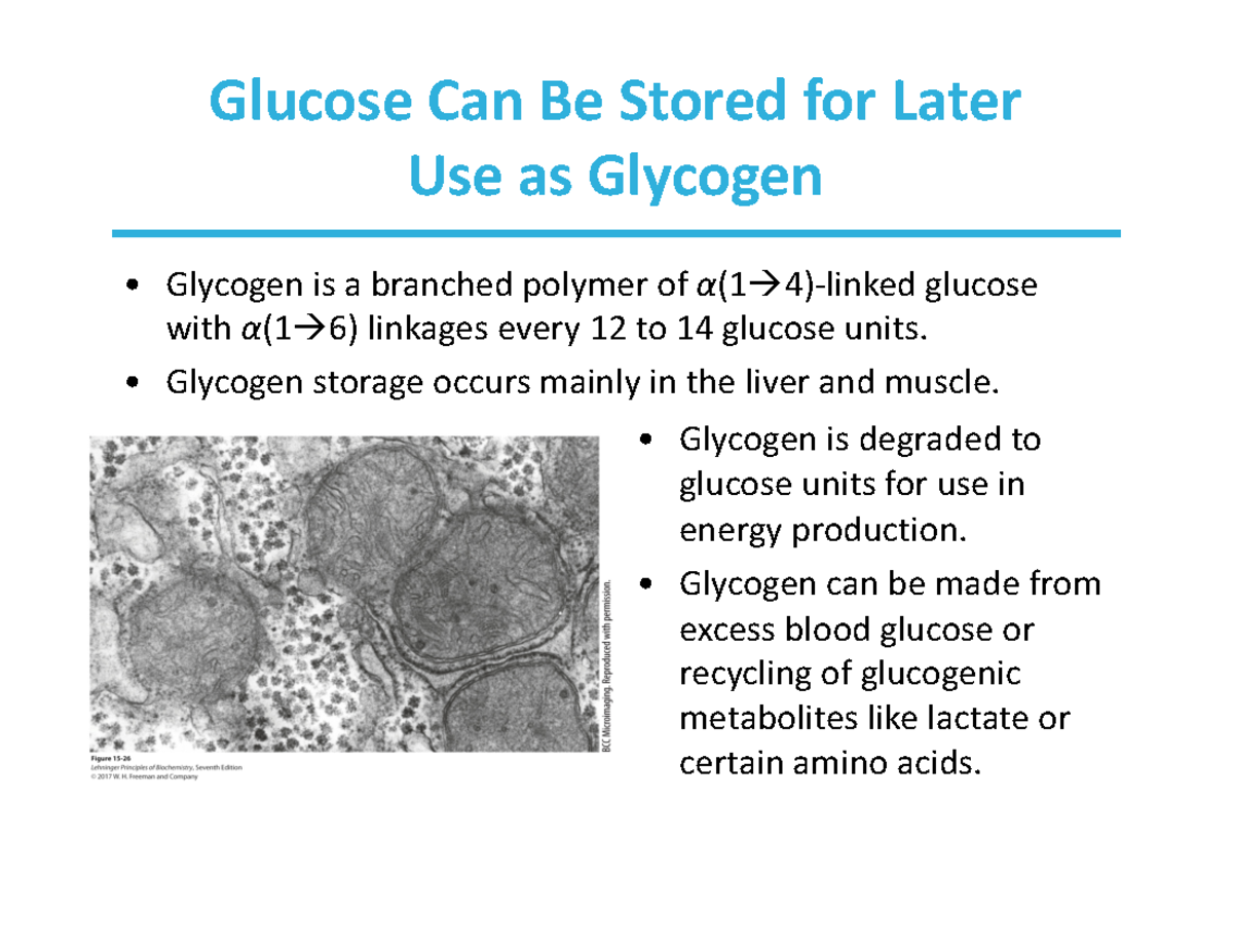 MBIO CHEM 2370 Lecture 9 2020 Glucose Can Be Stored for Later Use as