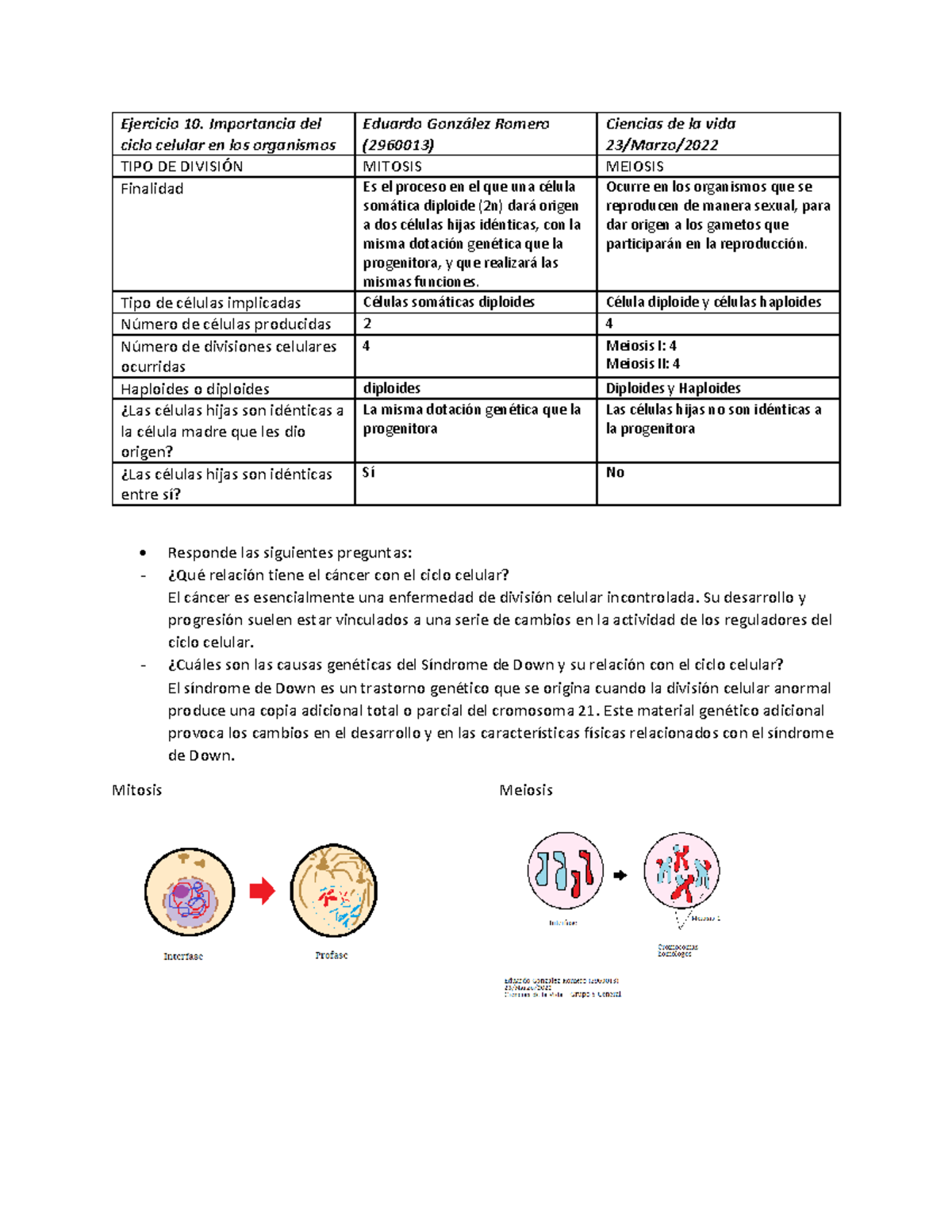 Mitosis Y Meiosis Ejercicio 10 Opción 1 Ejercicio 10