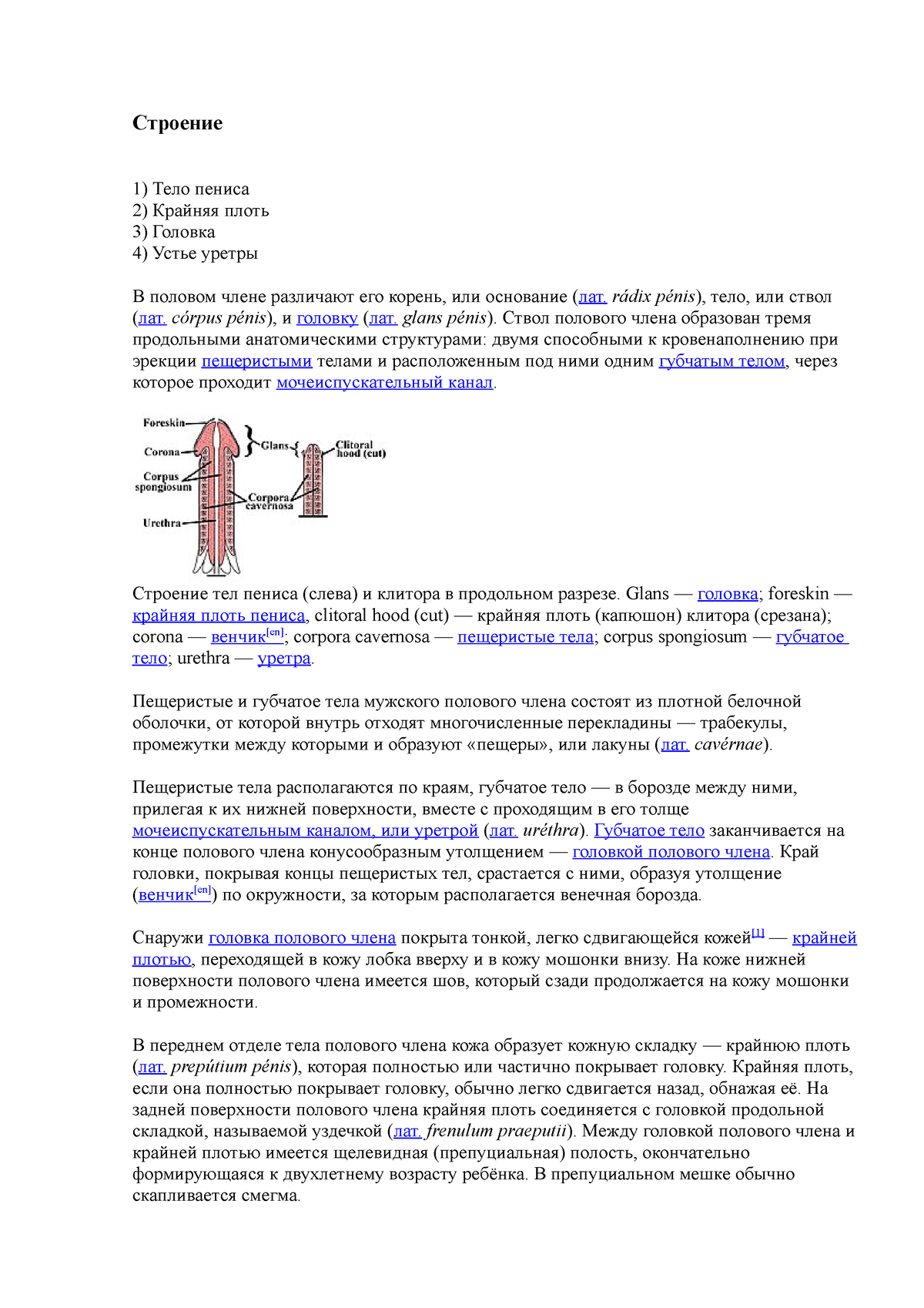 строение - very good curse - Строение Тело пениса Крайняя плоть Головка  Устье уретры В половом члене - Studocu