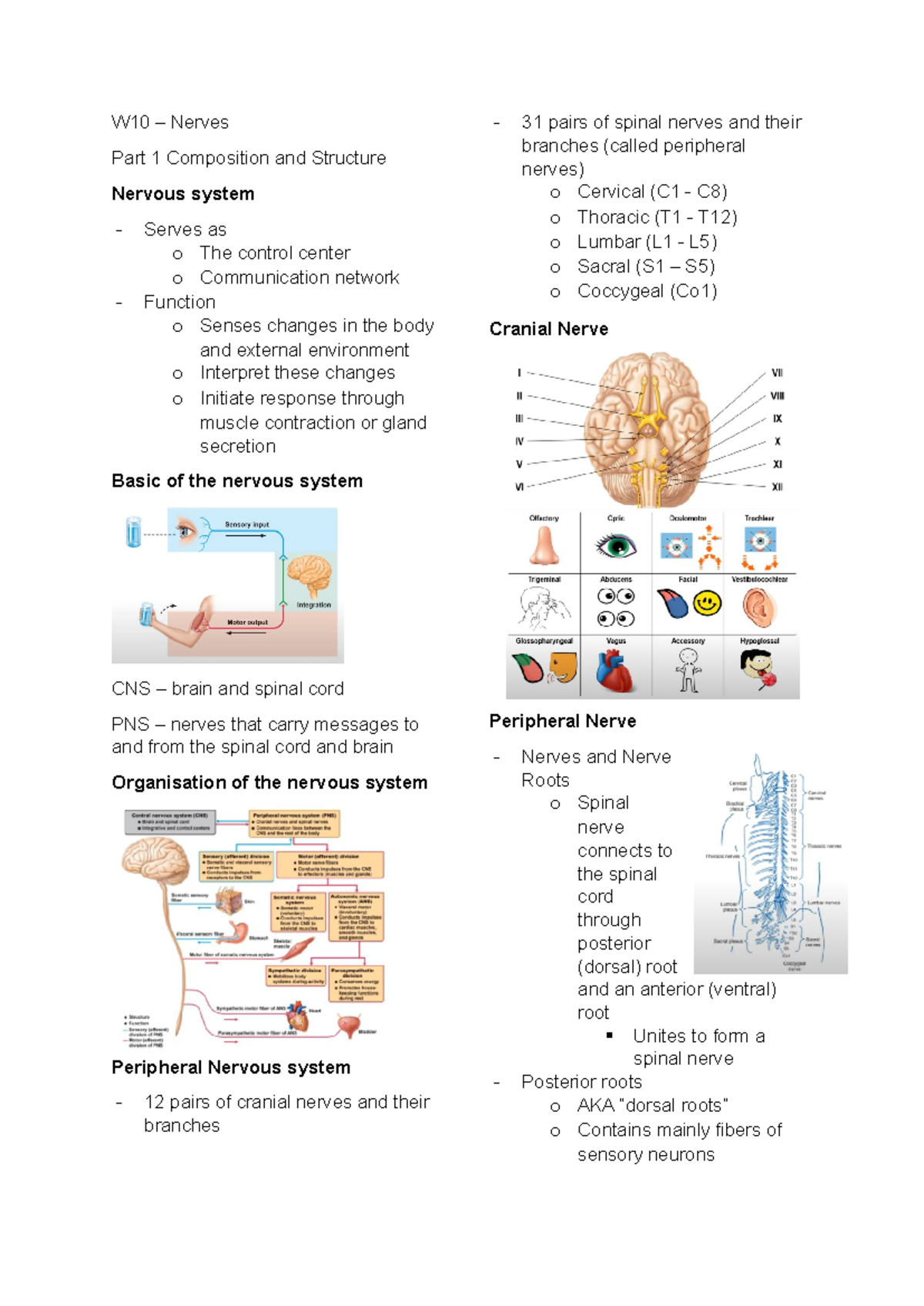 W10 - Nerves - Notes - W10 – Nerves Part 1 Composition and Structure ...