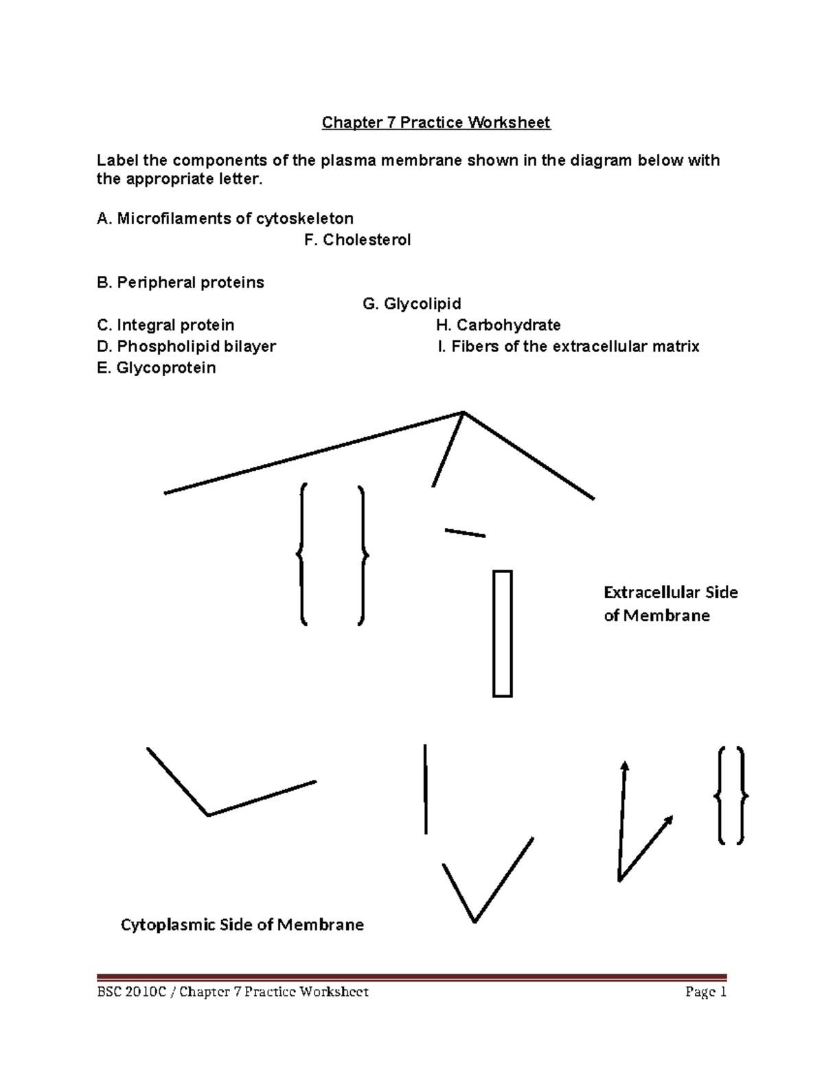 General Biology IPractice Worksheet Chapter 7 - Chapter 7 Practice ...