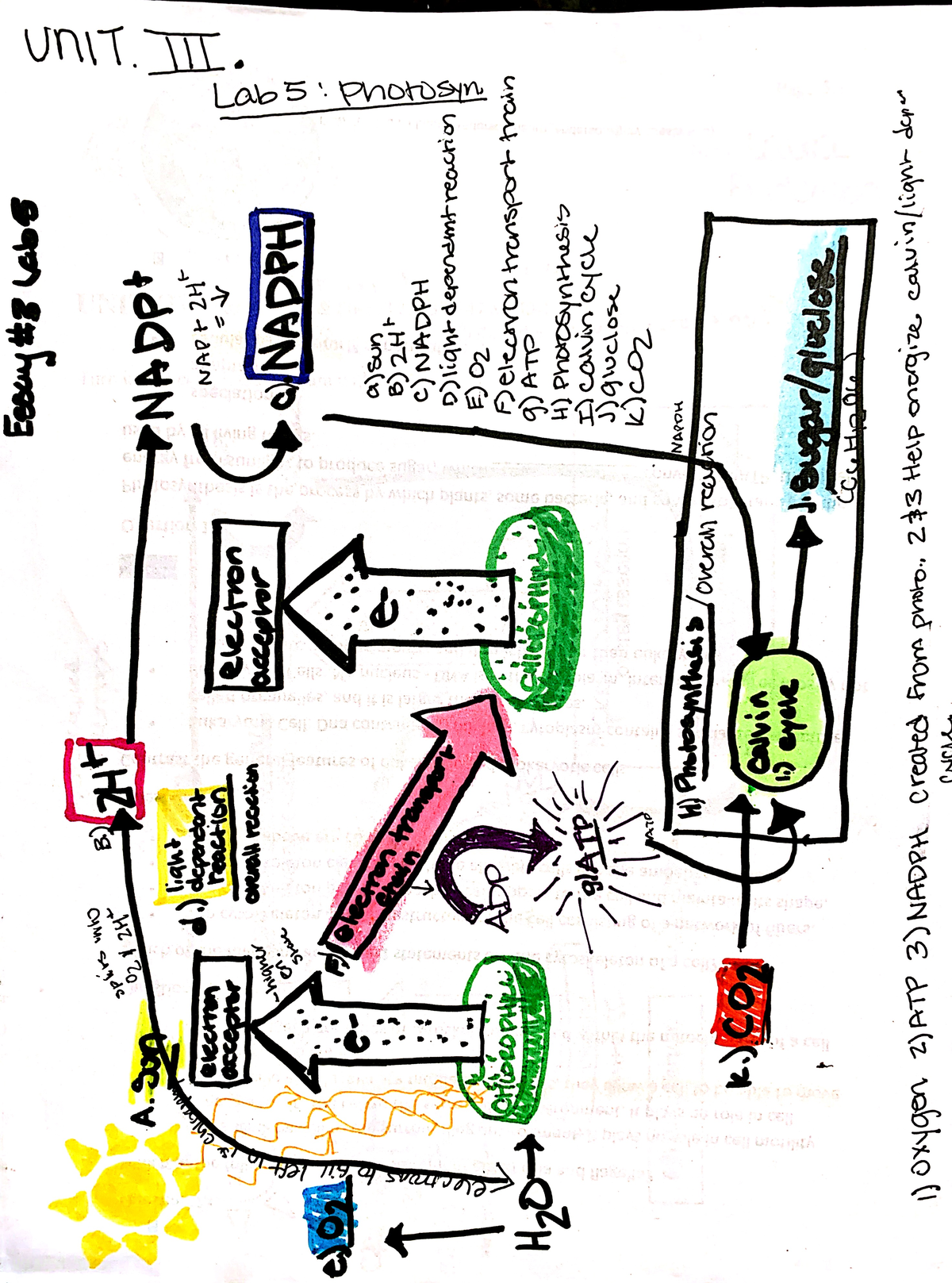 Lab Five scanned All of Lab five Ron Rupert Lab reports for life