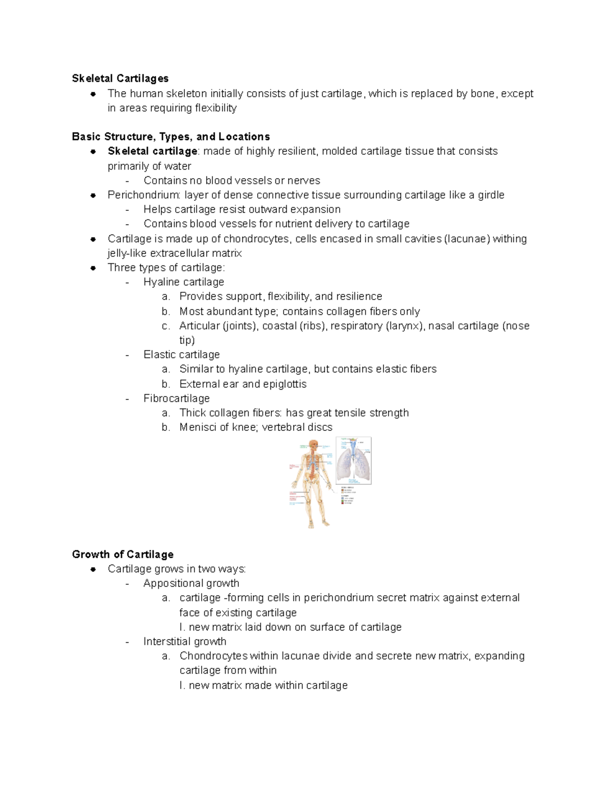 Human Anatomy & Physiology Chapter 6- Bones And Skeletal Tissues ...