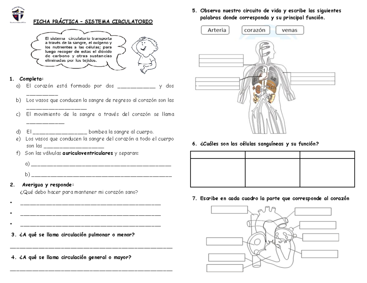 Ficha práctica - Sistema circulatorio - FICHA PRÁCTICA – SISTEMA
