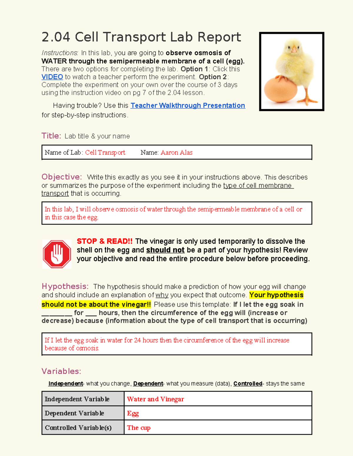 2 04 Lab Report Template 2 Cell Transport Lab Report Instructions In