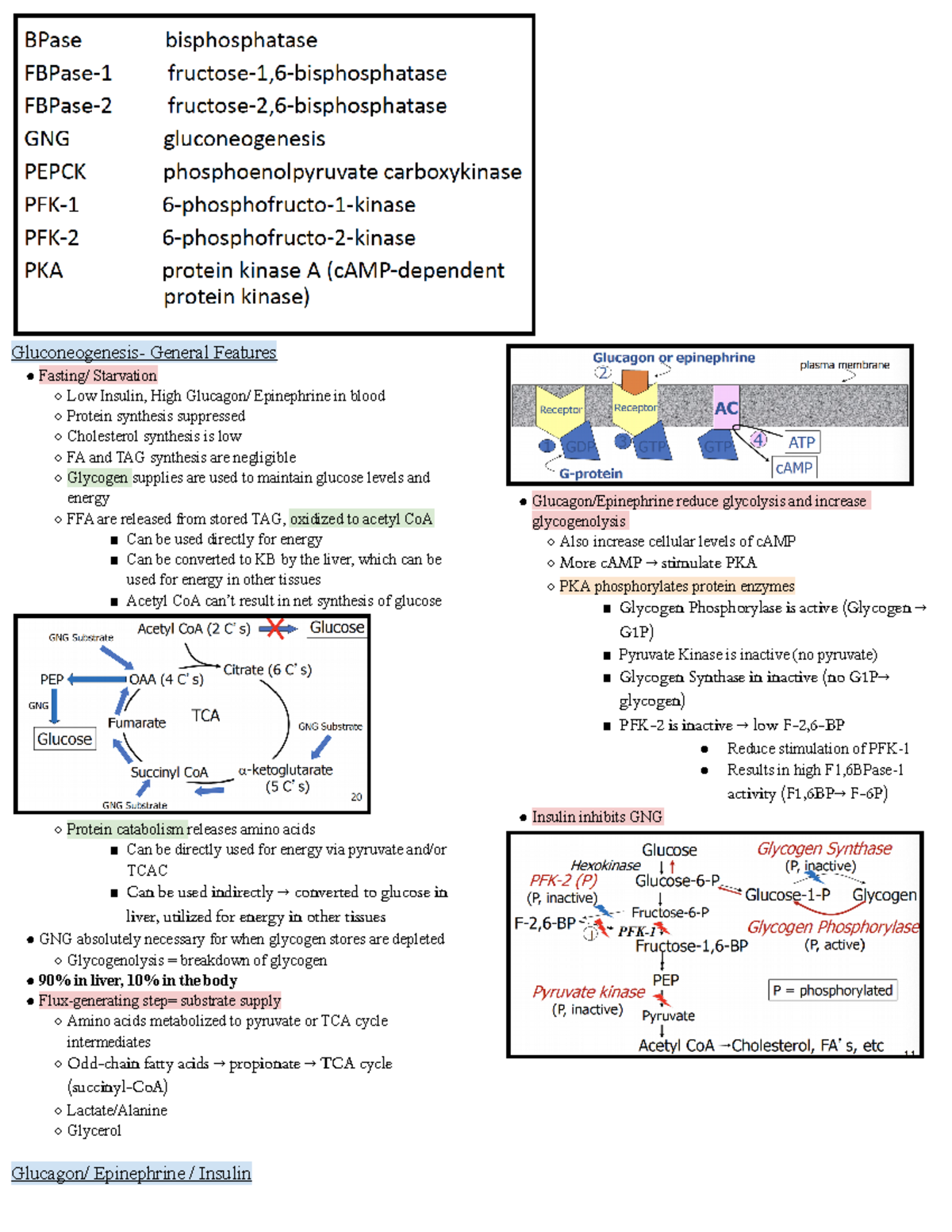 Gluconeogenesis Brain - Gluconeogenesis- General Features Fasting ...