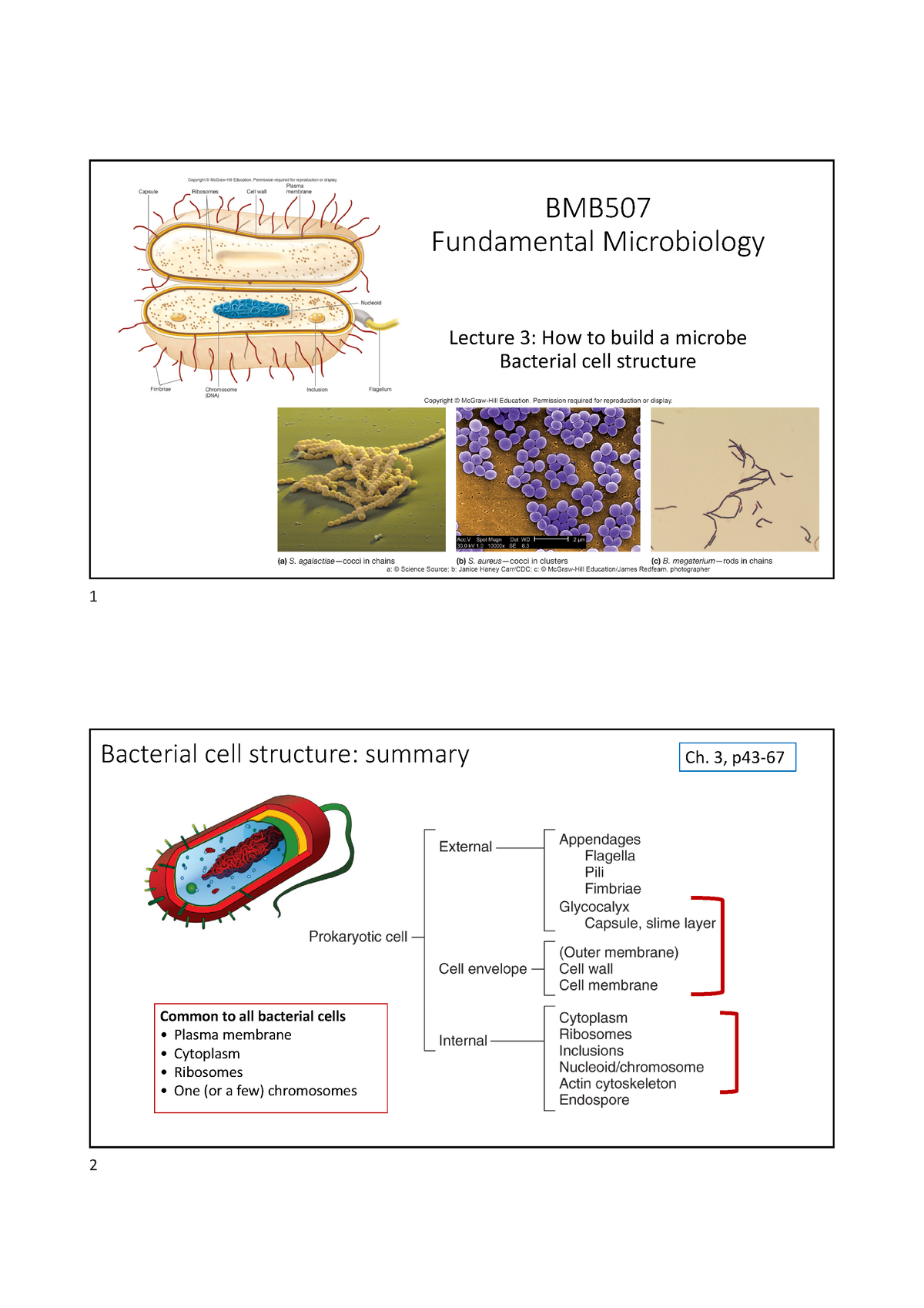 BMB507 F2020 CLK 3 - 3 Forelæsning - BMB Fundamental Microbiology ...