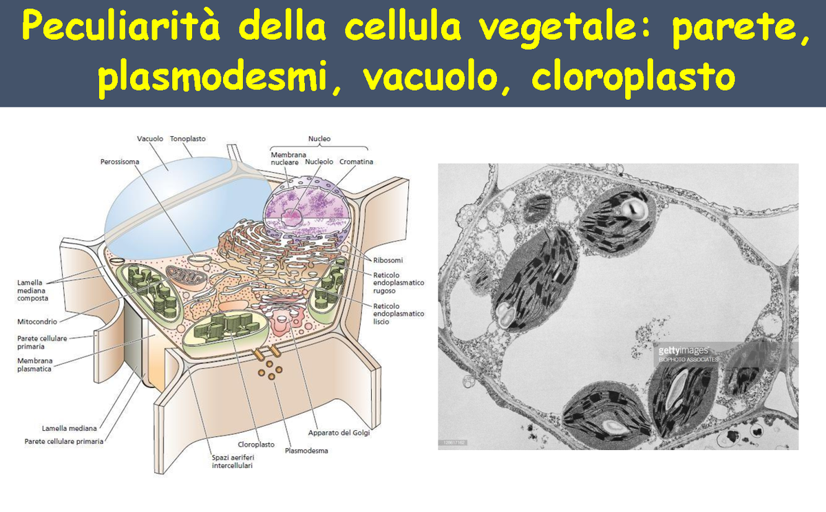 l2-peculiarit-cellula-vegetale-peculiarit-della-cellula-vegetale