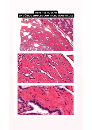 Cartílago Y Hueso (manual De Colorear) - Histologia - Studocu