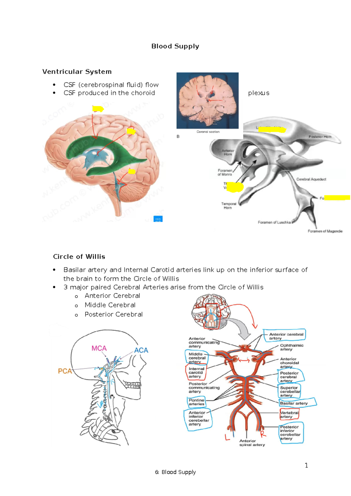6- Blood Supply - lecture notes - Blood Supply Ventricular System CSF ...