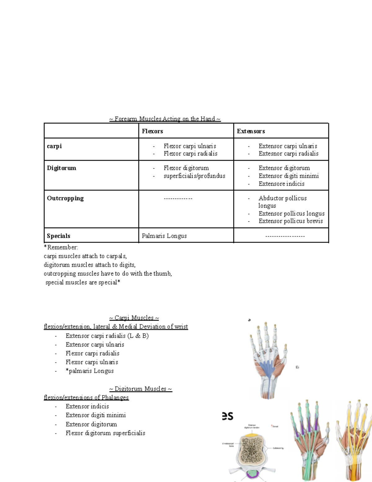 Anatomy Forearm Muscles Acting on the Hand notes pdf - ~ Forearm ...