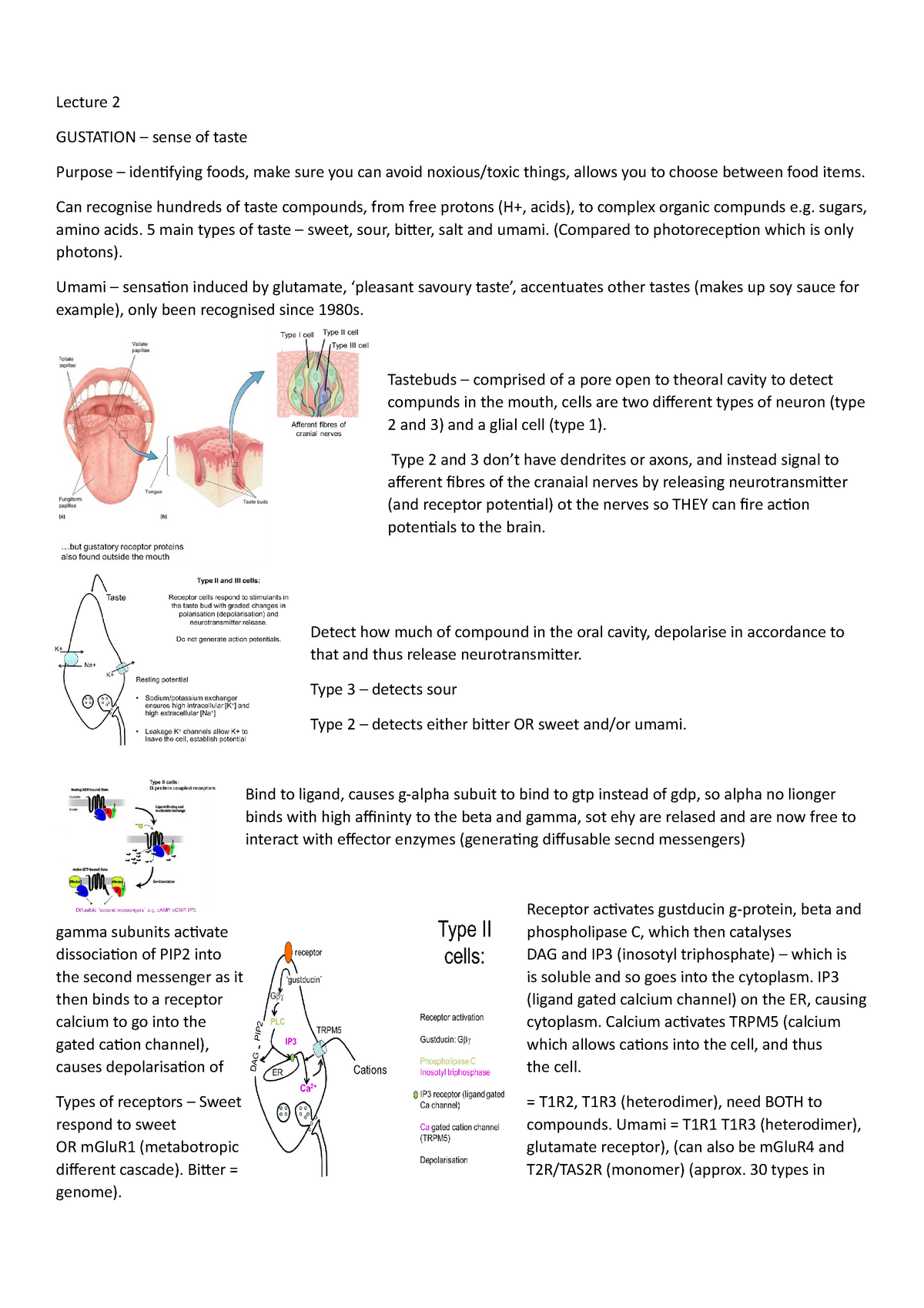 Lecture 2 - Lecture 2 GUSTATION – Sense Of Taste Purpose – Identifying ...