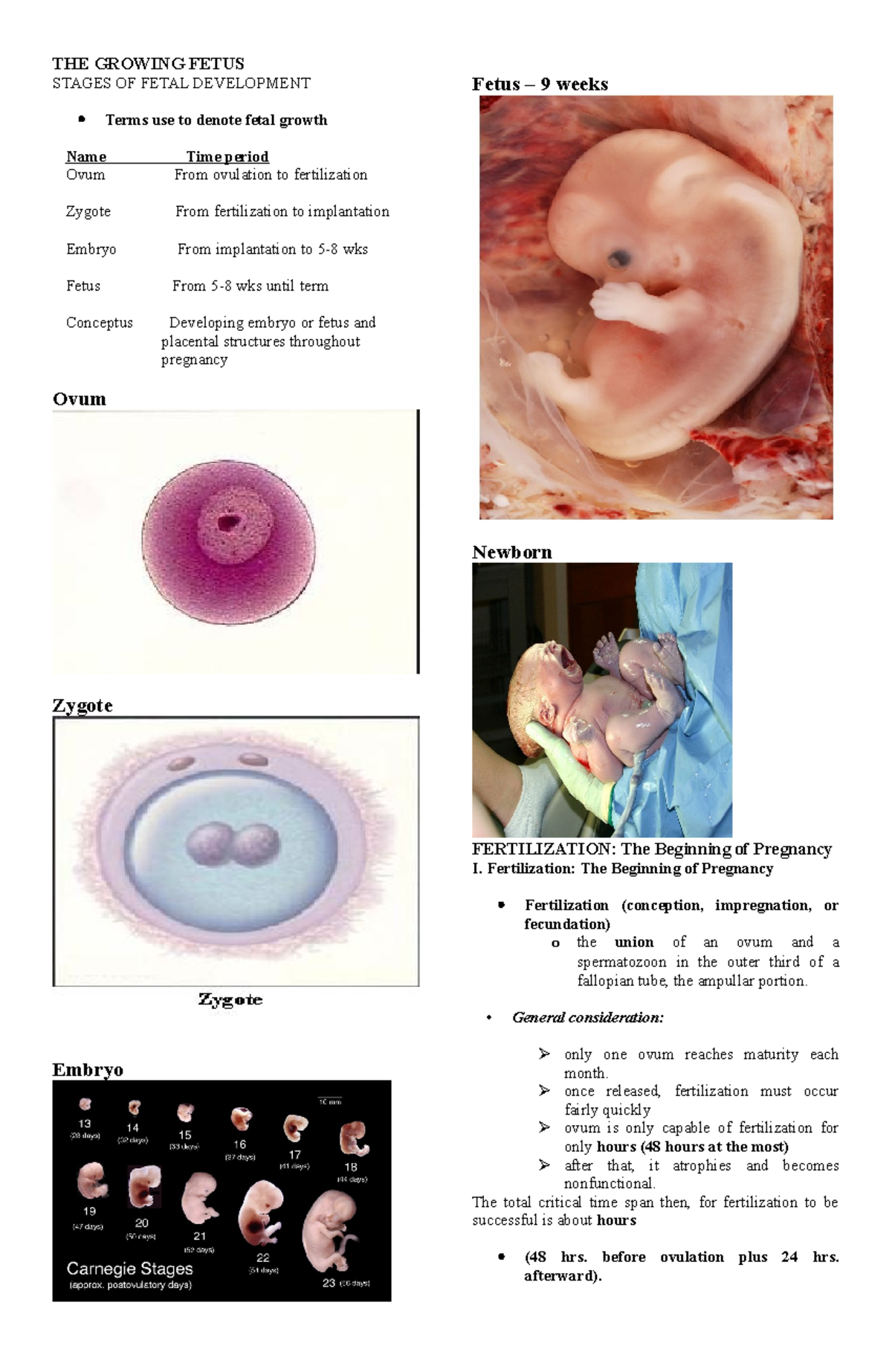 NCM 1071stnotesMidtermTHE Growing Fetus THE GROWING FETUS STAGES OF FETAL DEVELOPMENT Terms