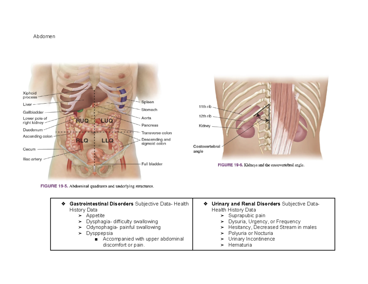 Abdomen Study Guide - Exam 2 - Abdomen Gastrointestinal Disorders ...