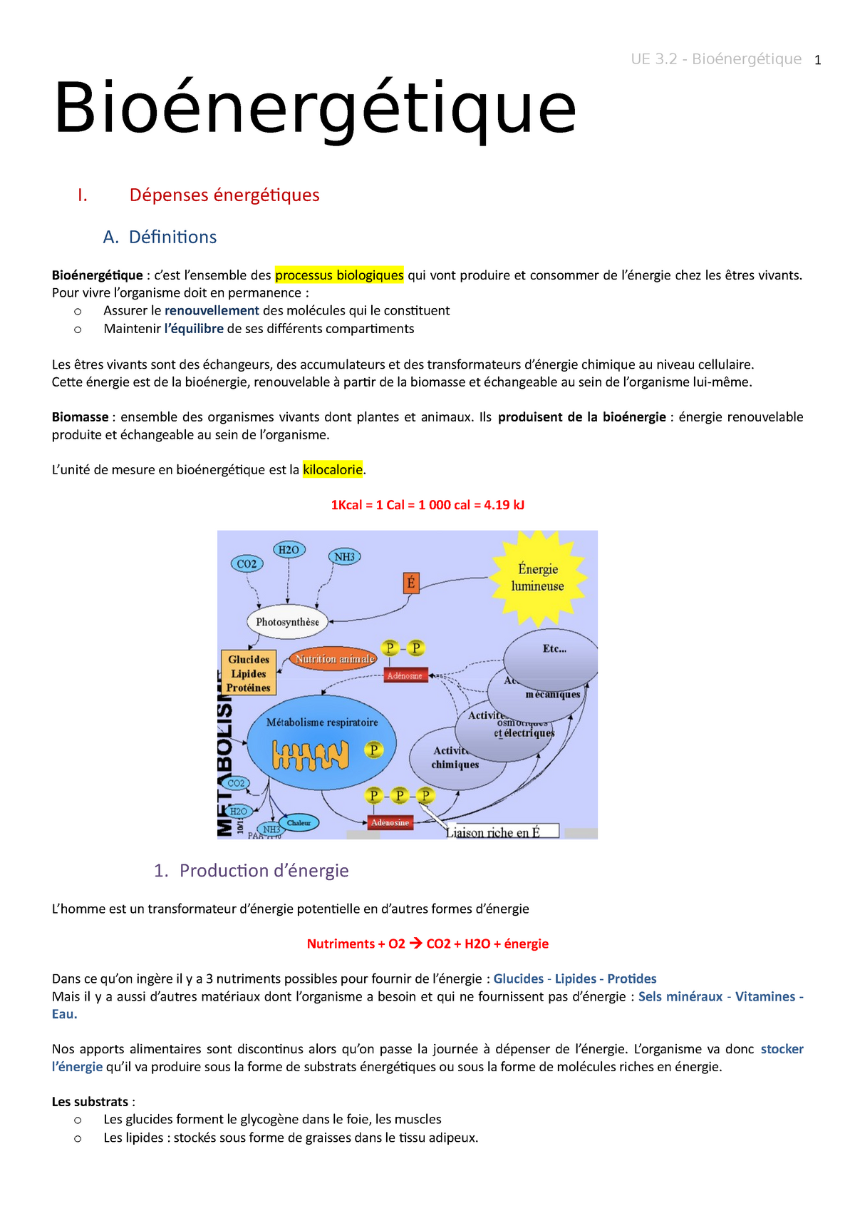 Bioénergétique - Professeur Carré - 1 Ue 3 - Bioénergétique Bioénergétique  I. Dépenses Énergétiques - Studocu