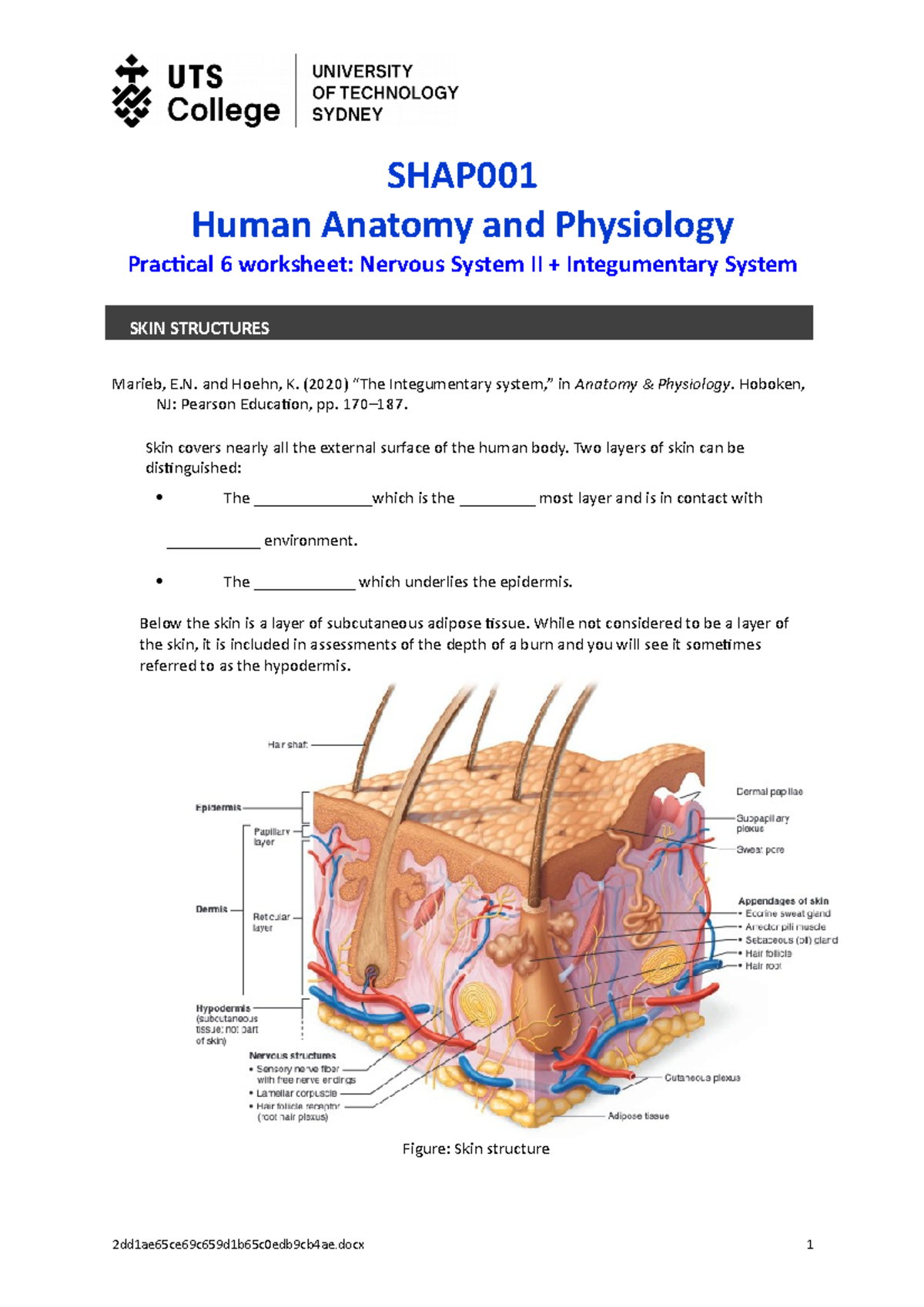 SHAP001 Practical 6 Worksheet - SHAP Human Anatomy and Physiology ...