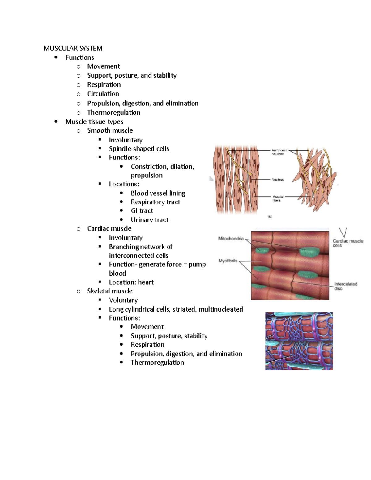 HES 202 Muscular System - MUSCULAR SYSTEM Functions o Movement o ...