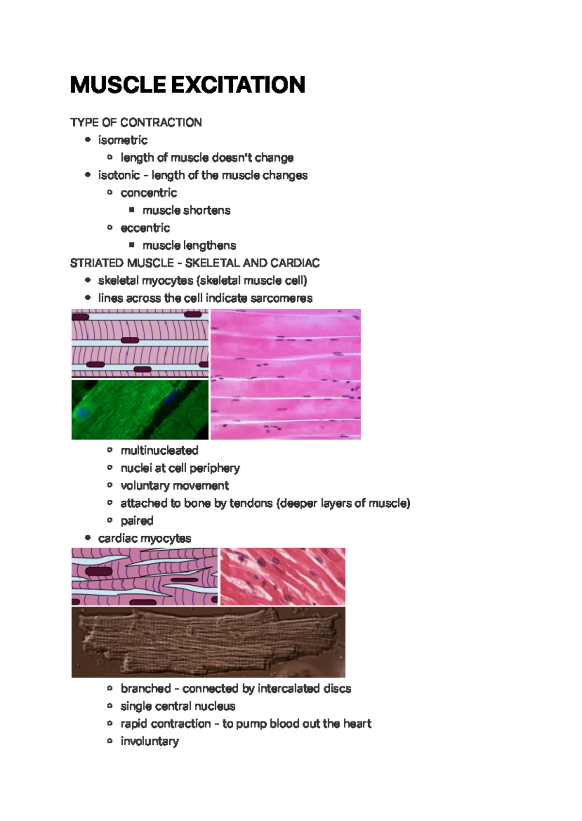 Muscle Excitation - MUSCLE EXCITATION TYPE OF CONTRACTION STRIATED ...