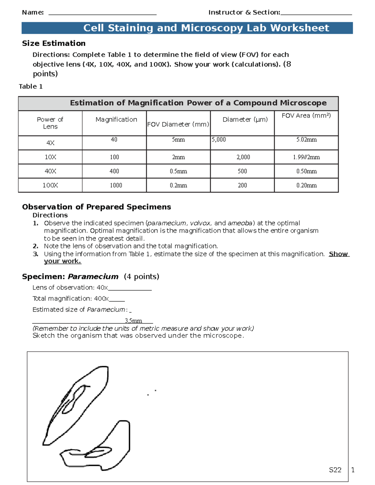 S22 Cell Staining and Microscopy Worksheet - Size Estimation Directions ...