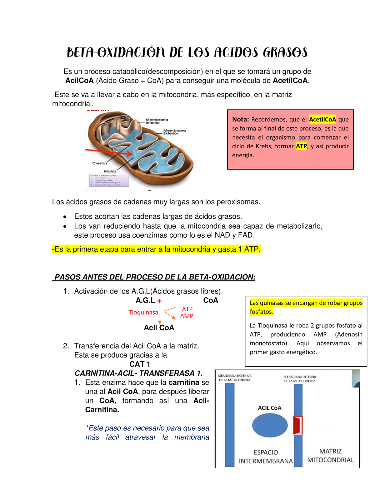 Beta Oxidación Beta OxidaciÓn De Los Acidos Grasos Es Un Proceso Catabólicodescomposición 2629