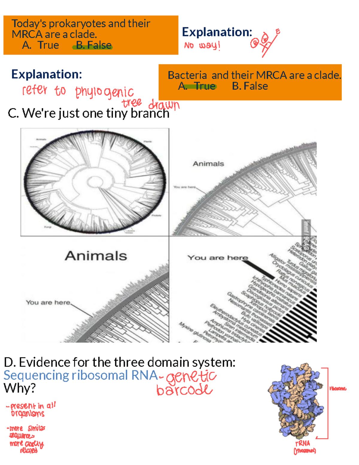 Section+4 - Notes - C. We're just one tiny branch D. Evidence for the ...