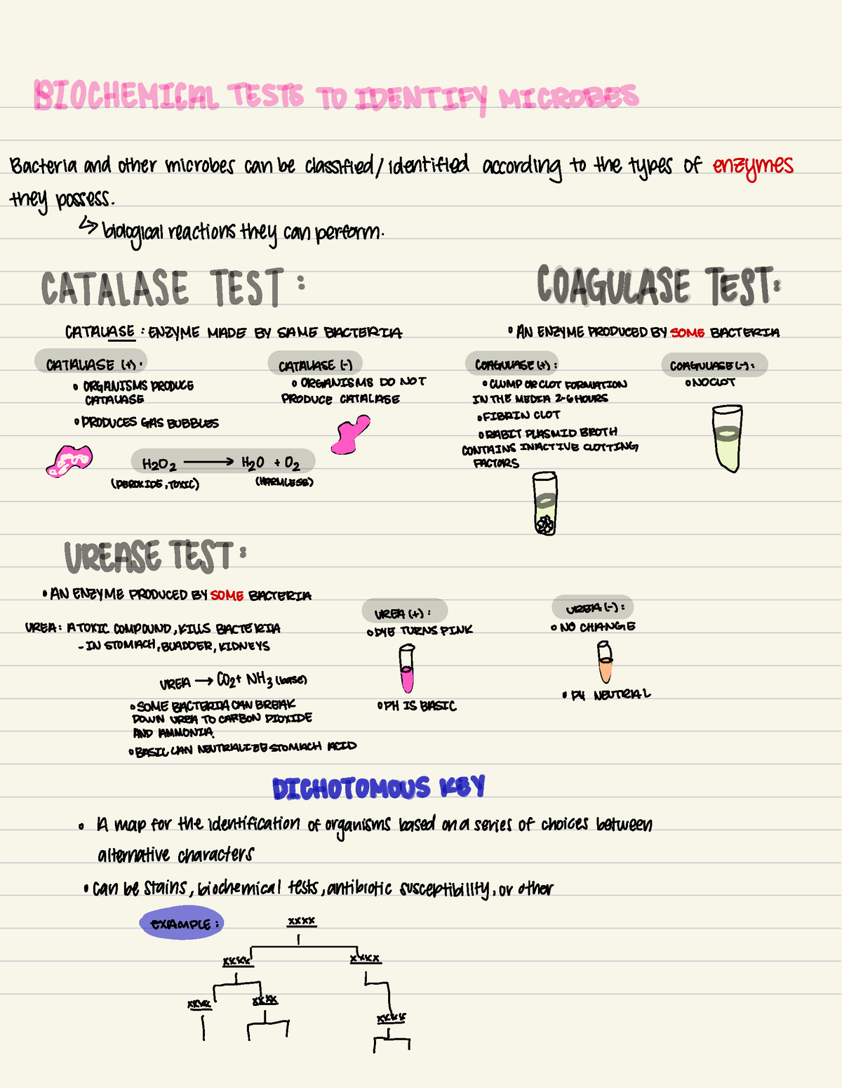 Micro Lab notes - Bacteria and other microbes can be classified ...