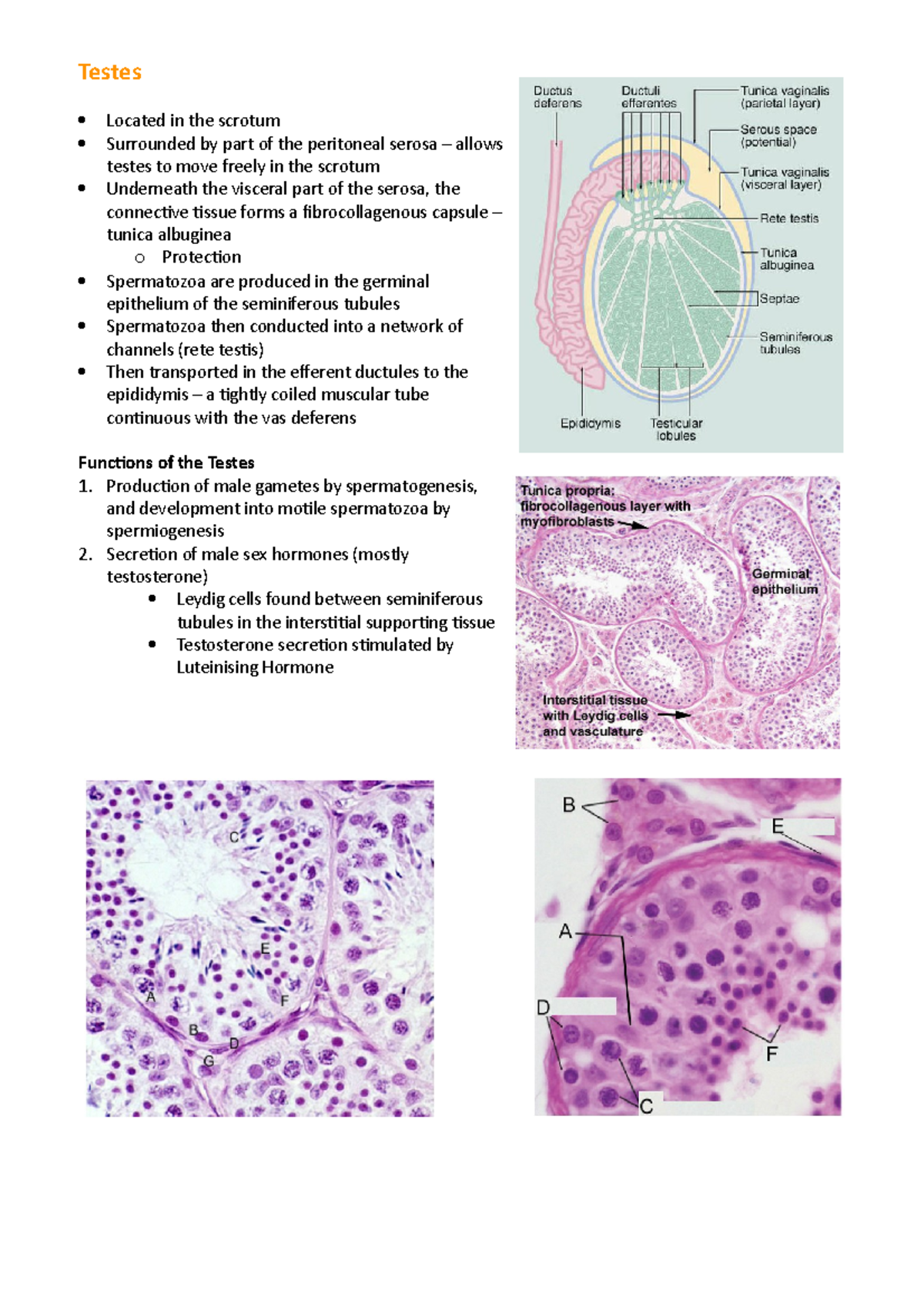 Testes - Production of male gametes spermatogenesis, and development ...