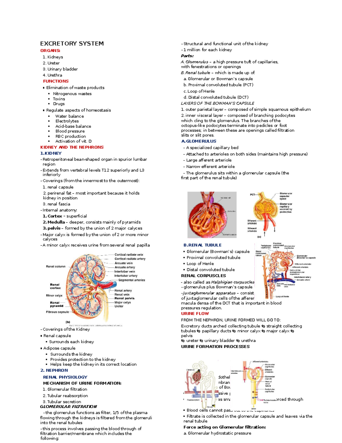 Excretory System - Excretory System Organs: Kidneys Ureter Urinary 