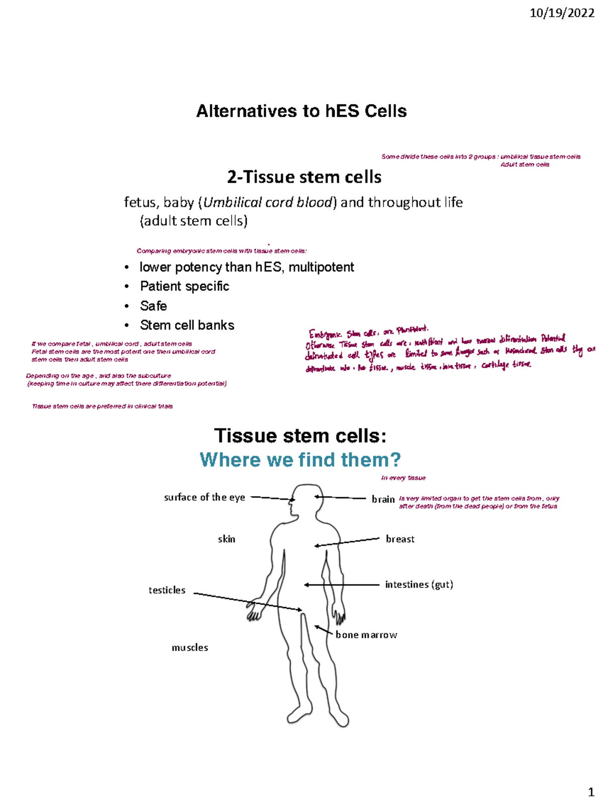 2-tissue-stem-cells - lecture notes - 2 - Tissue stem cells fetus, baby ...