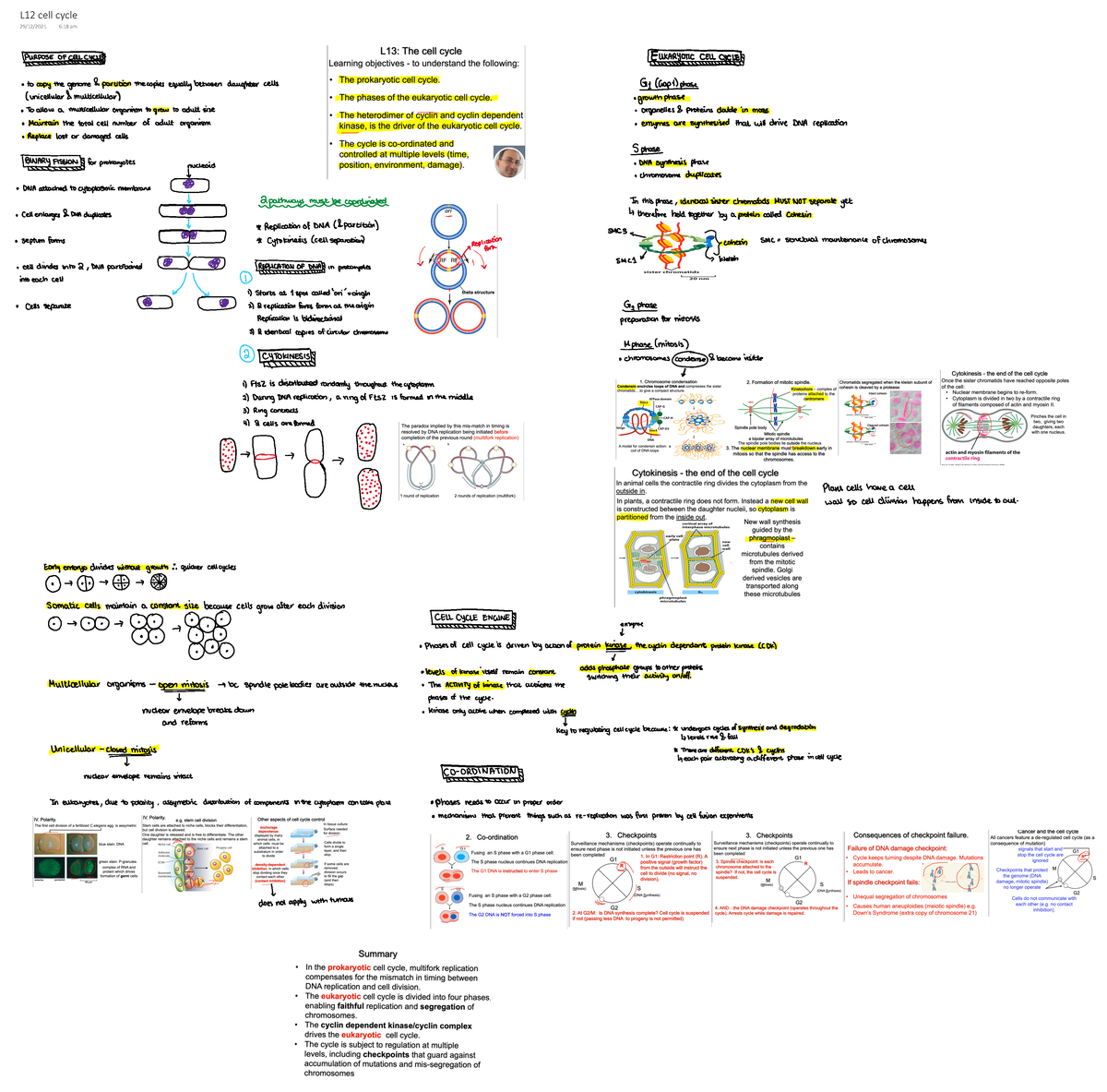 L12 Cell Cycle - Weicubewckubweckjwebckjwdbckjwd - 4BBY1030 - L12 Cell ...