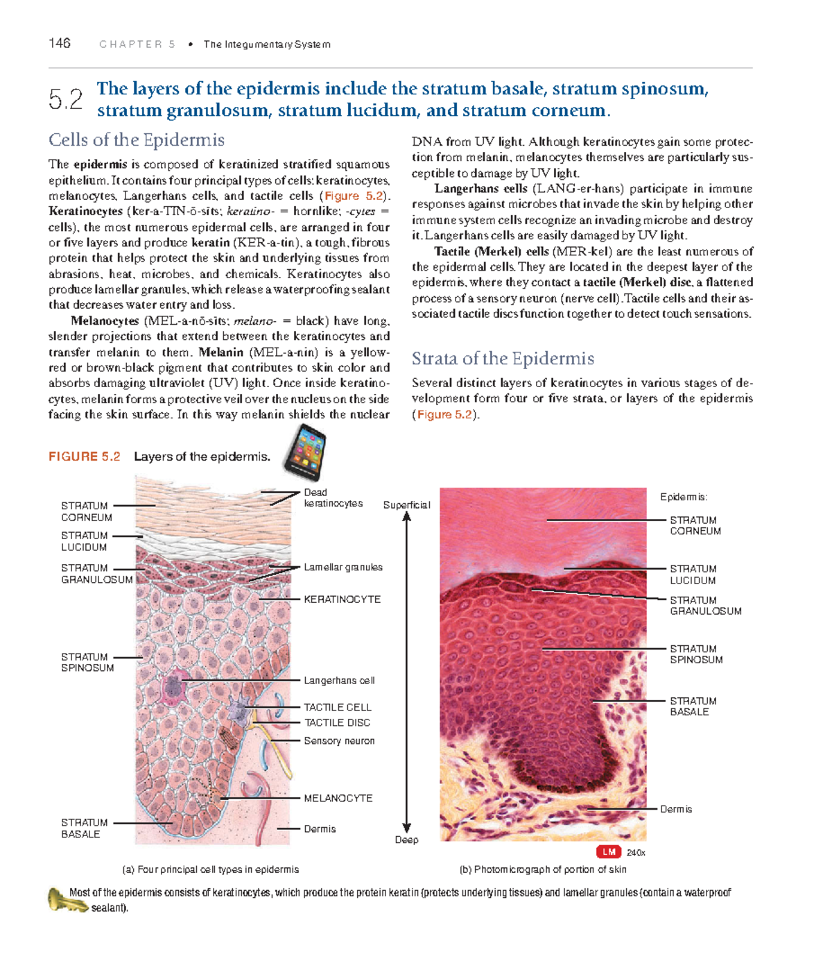 Anatomyandphy-66 - N/A - 146 C H A P T E R 5 • The Integumentary System ...