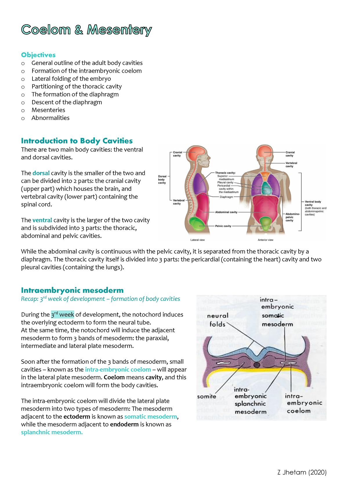 6. Coelom and Mesentery- Zahra Jhetam - Objectives o General outline of ...