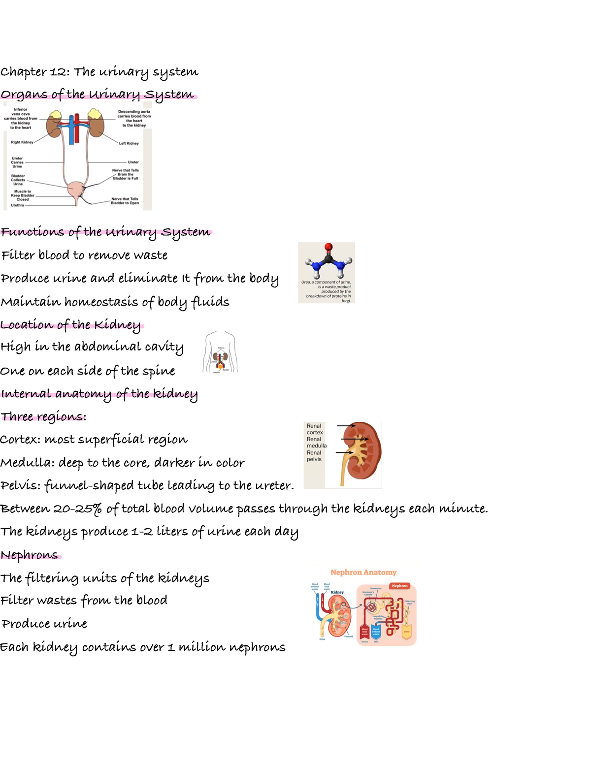 Bio 102 Principles Of Human Biology C.12 - Chapter 12: The Urinary ...