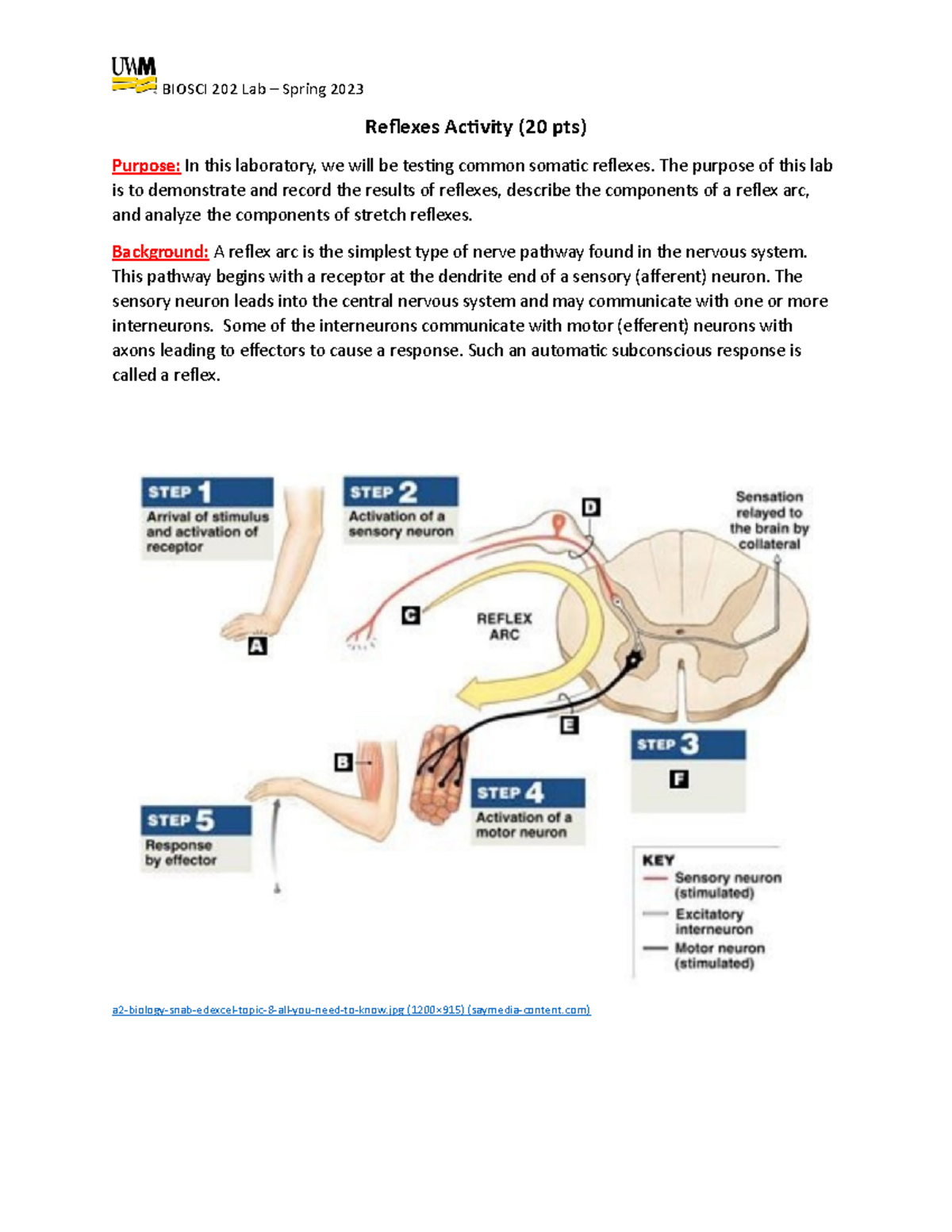 Reflexes Activity - Spring 2023 - BIOSCI 202 Lab – Spring 2023 Reflexes ...