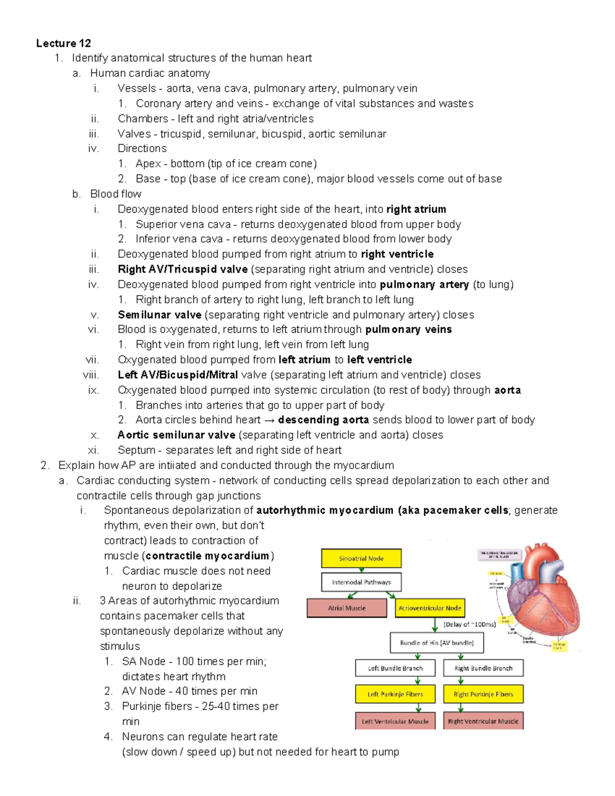 BIO 203 Midterm 2 Lecture 12 - Lecture 12 1. Identify Anatomical ...