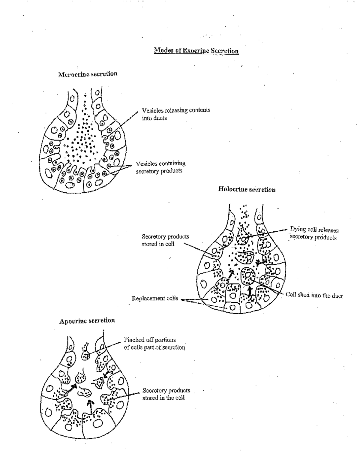 Chapter 5 Handout - modes of exocrine secretion - Modes of Exocrine ...